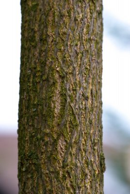 Catalpa bignonioides 'Aurea' - katalpa trubačovitá - kůra
